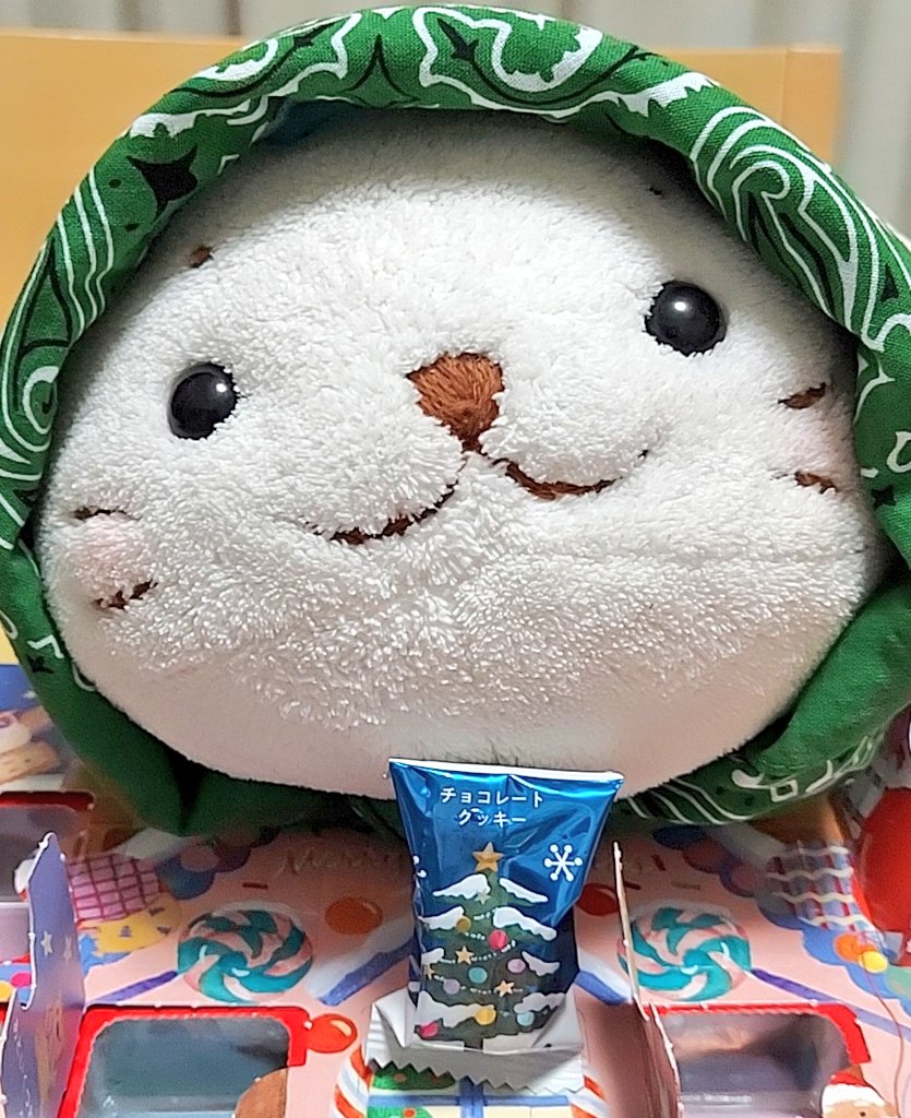 本日はチョコレート🍫クッキー🍪きゅ(*´ω｀*)
 #しろたん