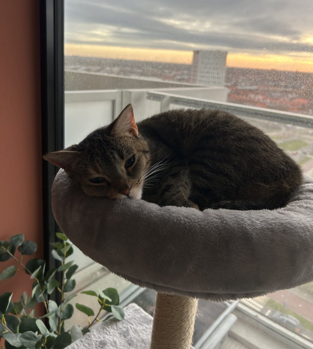fireproofamber's tweet image. always thinking about how I hope my cat isn’t lonely when I’m working from the office, yet this is her lazy ass when I’m WFH