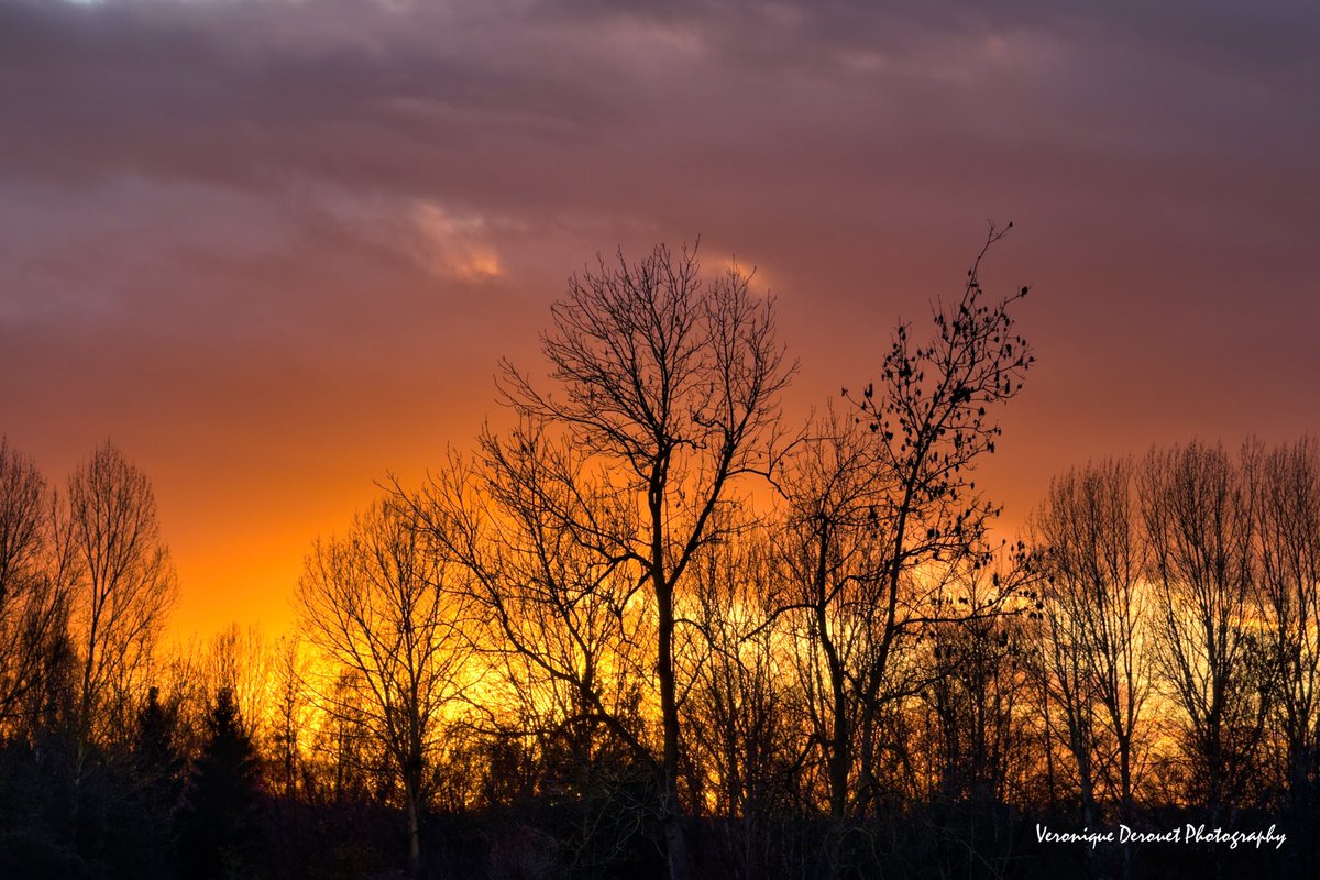 🇫🇷 Samara
Picardie
Veronique Derouet 12/2025
#sunset #picardie #samara #autumn <a href="/ThePhotoHour/">#ThePhotoHour</a> <a href="/StormHour/">#StormHour</a>