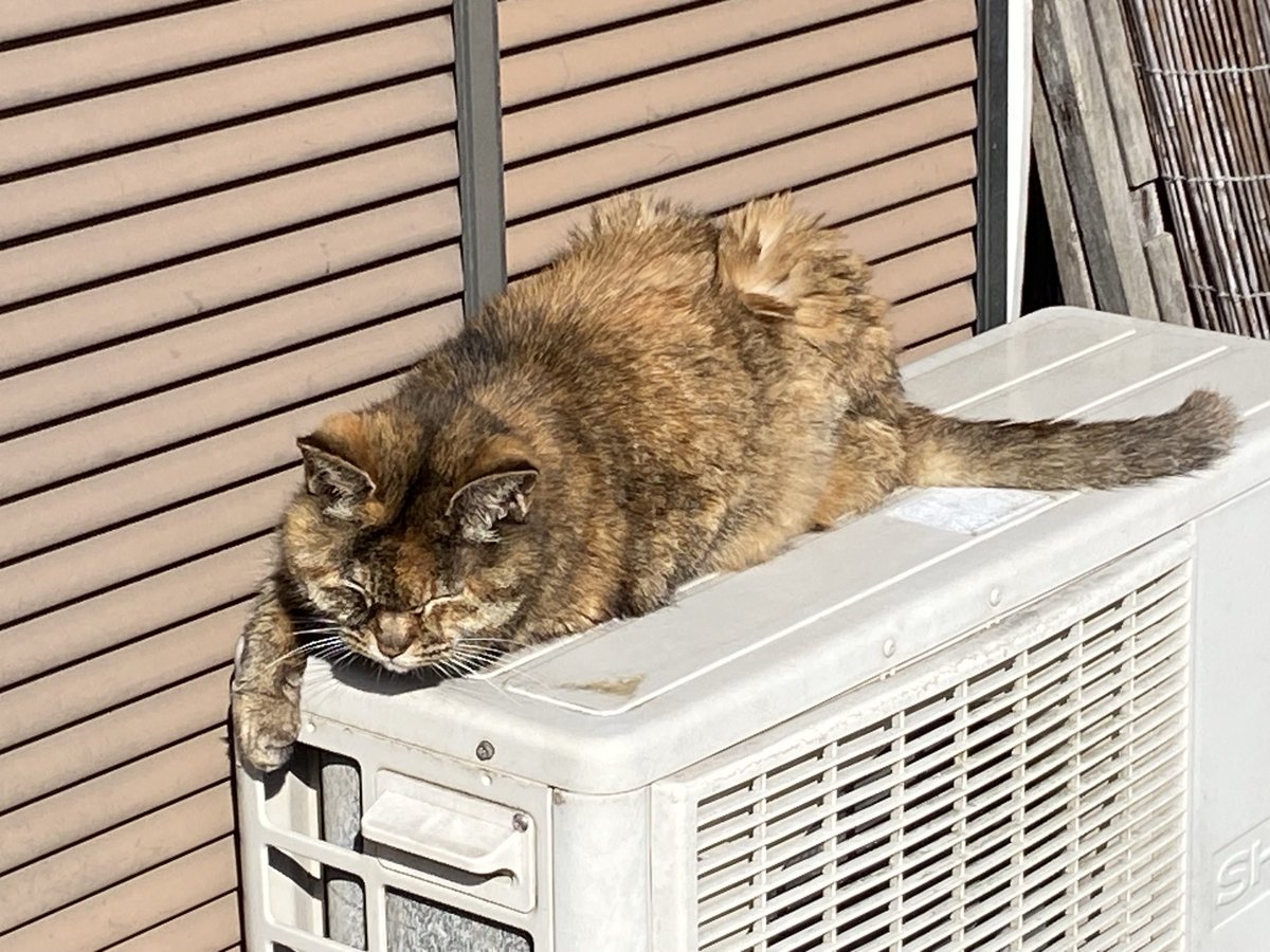 ねこ先輩 (@necosempai) on X