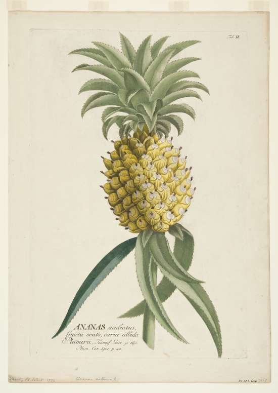 Alquilar piñas

Leo estupefacto en el libro Frutología de Federico Kukso que en el siglo XVI se alquilaban piñas (ananas si estás al otro lado del charco). 

Sí, se alquilaban, no se compraban. Como podremos entender todo, las piñas se alquilaban no para comerlas, sino solo para