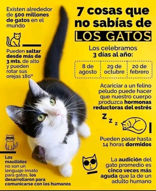 Datos sobre los gatos 🐱🐾