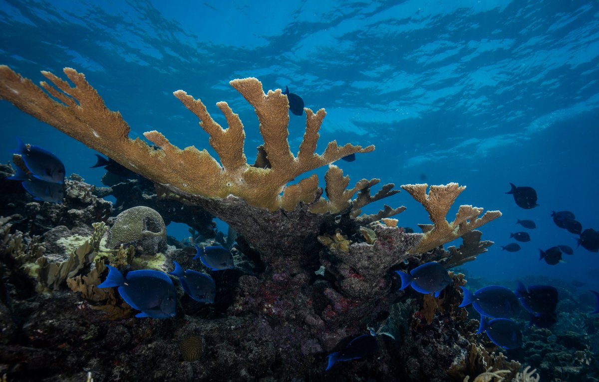 Check out the Frontiers in Marine Science special issue "Ocean Acidification in Latin America”, which includes 11 papers co-edited by LAOCA and REMARCO. Read the special issue here: frontiersin.org/research-topic…