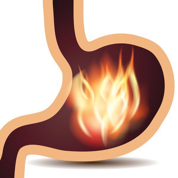 Nig_Farmer's tweet photo. #NaijaFarmerTips

Ulcer is one condition that affects many people today  from students constantly under stress to workers with irregular meal patterns. 

The burning pain, discomfort, and recurring symptoms can make daily life challenging. 
While medical treatment is essential, some natural remedies can also support healing and provide relief.

One of the most trusted traditional options is unripe plantain soak, known for its ability to soothe and repair the stomach lining.

How to prepare:

1) Get fresh unripe plantain (preferably not more than 2 days after being cut from the tree).

2) Do not peel it. Slice into very tiny pieces.

3) Soak the sliced plantain in clean water for 3 days.

4) After 3 days, drink the liquid first thing in the morning and again at night before bed.

This natural soak helps calm the stomach and supports ulcer healing over time.

Retweet and Share this with someone who might need it today.💯💯