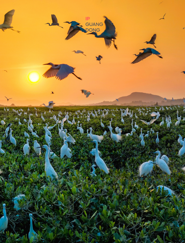 thisisGBA's tweet photo. #Travel | 🌊From sailing festivals to green islands, wind farms to mangrove forests – follow the lenses of IP Guangdong creators as they capture the vibrant beauty of #Yangjiang, frame by frame.

⛵ #TheFishingOpeningSeason sees thousands of sails racing across the water – a spectacle of tradition and vitality.

🌿#QingzhouIsland glimmers like jade in the blue sea, while mangrove forests greet returning egrets along serene coastlines.

⚡Offshore wind turbine arrays power the city sustainably, harmonizing technology with natural scenery.

🌅 Fishing boats glide at dusk on the #MoyangRiver; lighthouses stand tall on #HailingIsland – both guiding lights and scenic wonders.

🐬 Spot Chinese white dolphins leaping through waves and egrets soaring over wetlands – glimpses of Yangjiang’s rich biodiversity.

🌾From the savory aroma of fermented black beans to the prized Amomum villosum herb – culture and nature are preserved in every detail.

More beauty: https://t.co/PuHcf0j67s
#GuangdongBeauty #CoastalPhotography #Seascape #CulturalHeritage #Guangdong #ChinaTravel #China