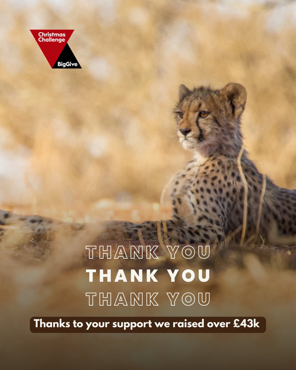 CCFCheetahUK's tweet photo. Thanks to your support over the past few days, we are now able to launch our new programme in Somaliland, a project designed to protect cheetah cubs by reducing wildlife crime from its source.

Here’s how your donations will be used:

- £15,498 – Developing and implementing Management Plans for two CCGs, including training for NGOs, MoECC staff, and community representatives
- £2,602 – Purchasing soap- and cheese-making equipment, plus eco-tourism signs, brochures, and maps for women farmers
- £1,150 – Producing materials such as eco-tourism guides, cheese & soap-making manuals, the FFA Somali Handbook, and CCGS demarcation signs
- £20,750 – Training farmers at the CCF centre in sustainable livelihoods and herd-management techniques, followed by ongoing support

If you’d like to learn more about this new programme, click the link below. And don’t forget to follow us, we’ll be sharing updates throughout 2026 as the project progresses.

Thank you. Together, we’re protecting the future of cheetahs.

🔗 https://t.co/WhyPWFN05y