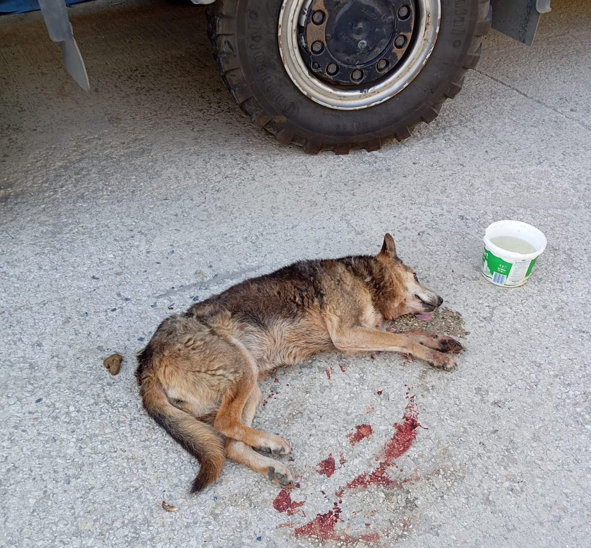 🔉AFAD’a SORUYORUZ: PATİLİ CANLAR NEREDE ? 

1. Tarafımıza yapılan bir ihbarla İstanbul Yeşilköy'de yer alan İstanbul Afad Birlik Müdürlüğü'nde, Afad çalışanları tarafından bakılan Elizabeth isminin verildiği köpek dostumuz, geçtiğimiz yıl hayatını kaybetmiş olarak bulunmuştur.