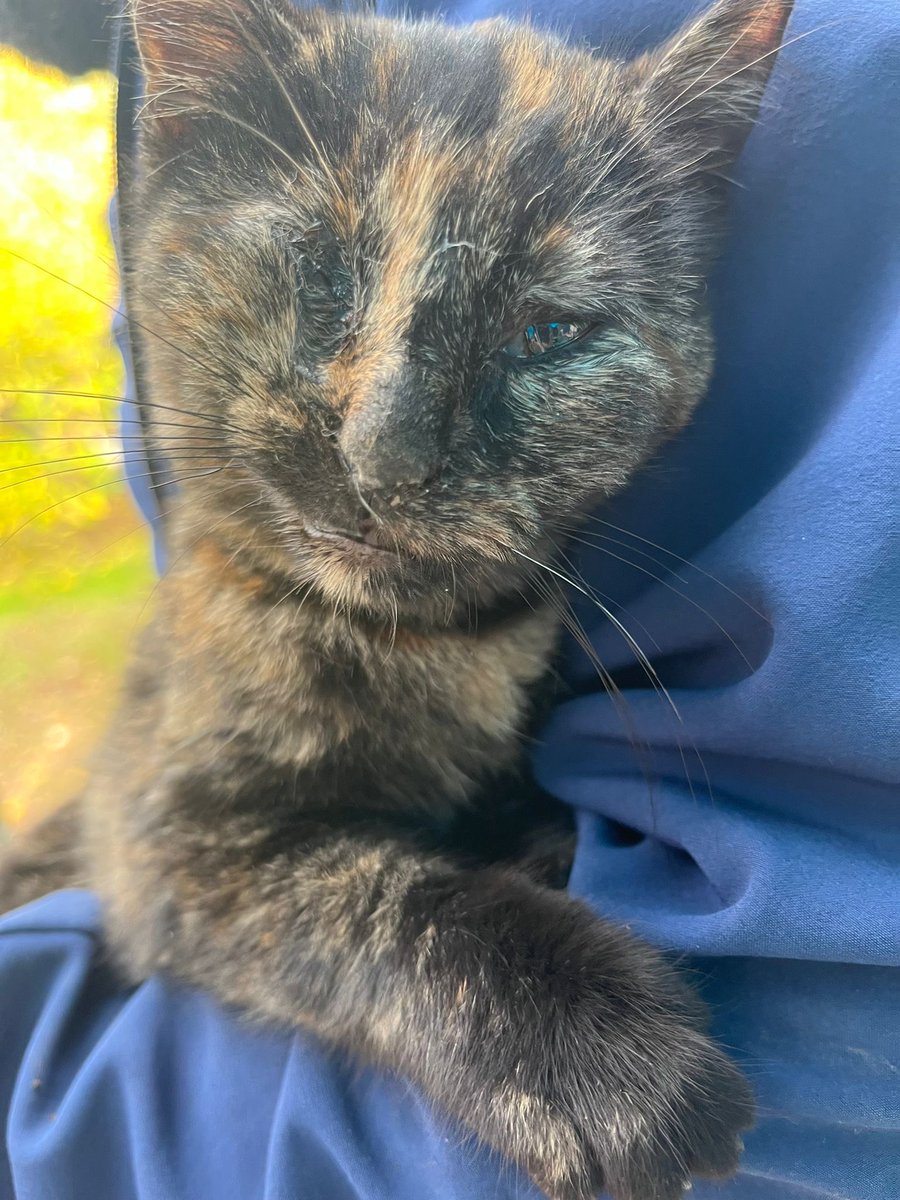 İstanbul Tuzla üç aylık okul bahçesine sığınmış bir gözü görmüyor.

Yuva bulur muyuz ?