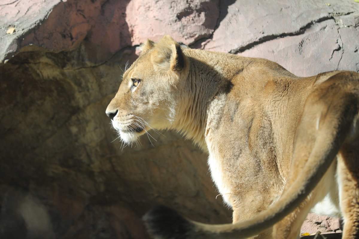 📷2025.12.9 #東山動植物園 #ライオン #ルナ