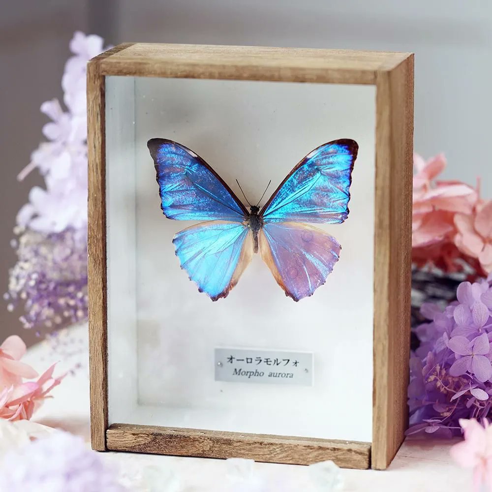 蝶の標本　輝くモルフォの世界(特特)