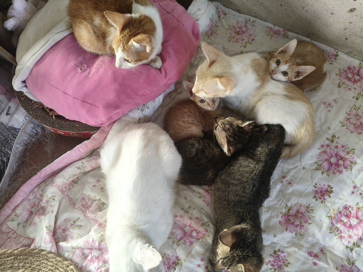🐈🤏🏻เรามีน้องแมวที่ต้องดูแล 12ตัว น้องหมา 11 ตัว มีน้องป่วยใครอยากทำบุญเรายังรับอาหารเม็ดให้น้องๆอยู่นะคะ เดือนนึงน้องทานประมาณ20กิโล ทำให้ไม่เพียงพอ ฝากเอ็นดูเด็กๆของเราด้วยนะคะ ทักมาขอรูปขอคลิปหรือวิดิโอคอลได้ค่ะ หรืออุดหนุนกำไลเชือกเทียนได้ค่ะ 💚✨ #ทาสแมว #ทำบุญ
