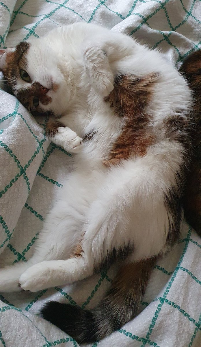 Плямка-Бублик