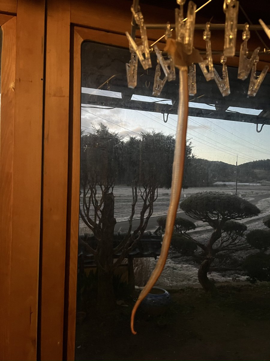 マムシさんん保存食に