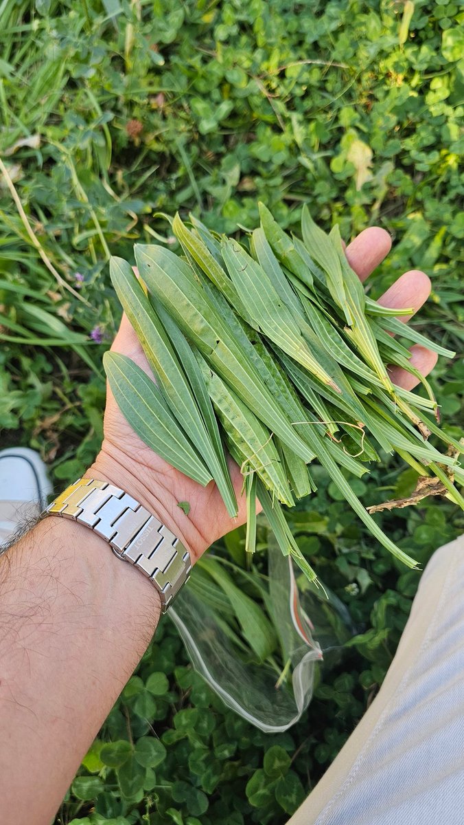 Hcmtt's tweet photo. "Merhabalar ben % 40 #Göğüs #kanser'i riski taşıyorum...
Bana ne önerirsiniz"

Bu soruya cevap olarak söyleyebileceğimiz çok çok değerli iki bitki var.
Birisi #Damar otu diğeri #Karahindiba olacaktır👌🏿👌👌🏿

Her iki bitkiden her gün 4-5 yaprak tüketmeniz yeterli👌🏿

(Bu önerimiz destekleyicidir lütfen Kontrollerinizi de ihmal etmeyiniz)