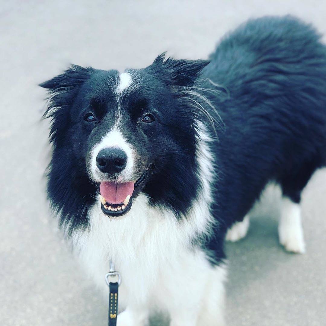 Forget coffee! ☕ My happiness alarm has four paws and this contagious smile! 😁✨ Who agrees that joy comes in black and white? 🐾❤️