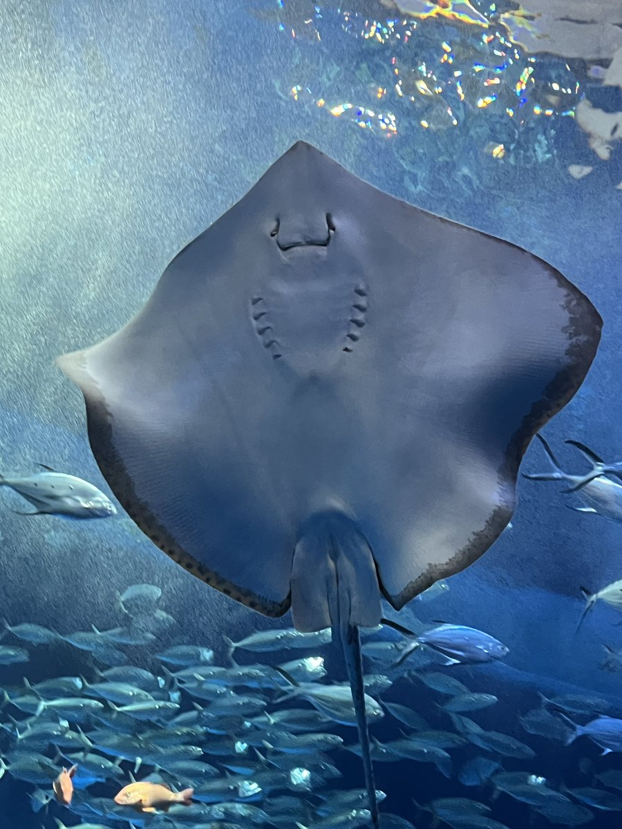Aya_Ray_'s tweet photo. 須磨シーで推し活してきたよ♪
#エイ #水族館 #須磨シーワールド https://t.co/K6H4FQ0E97
