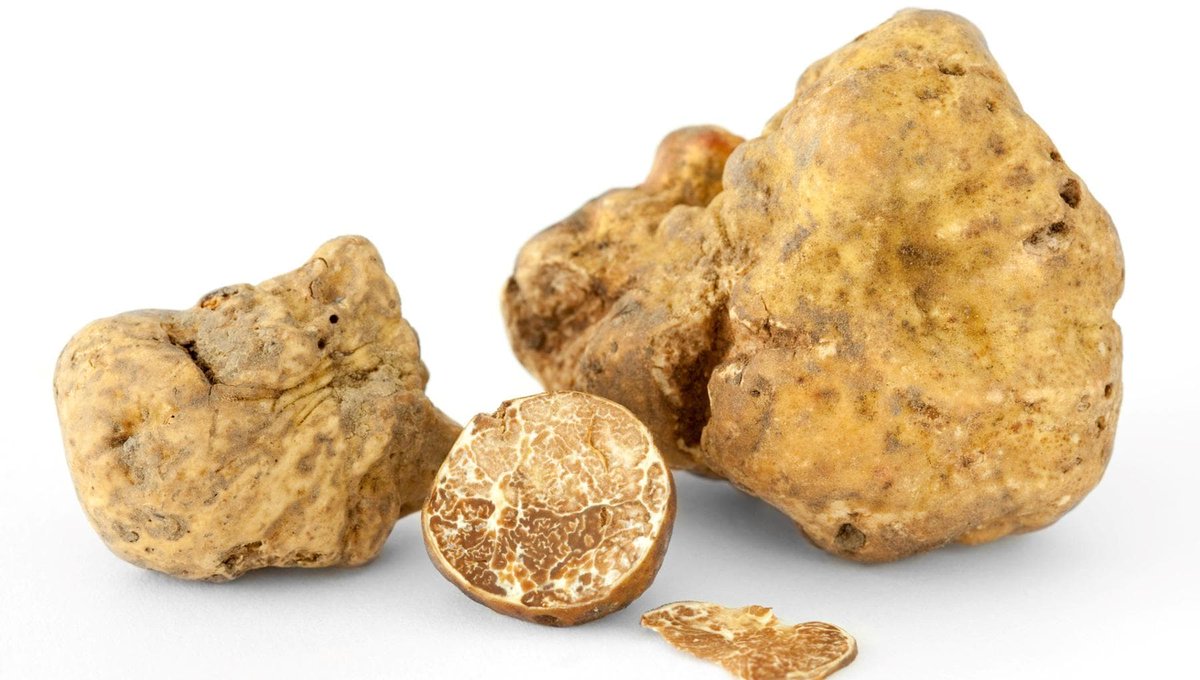 IlGustoit's tweet image. Il tartufo dei record: nella campagna pisana un bianco pregiato da 707 grammi dlvr.it/TPjlV6