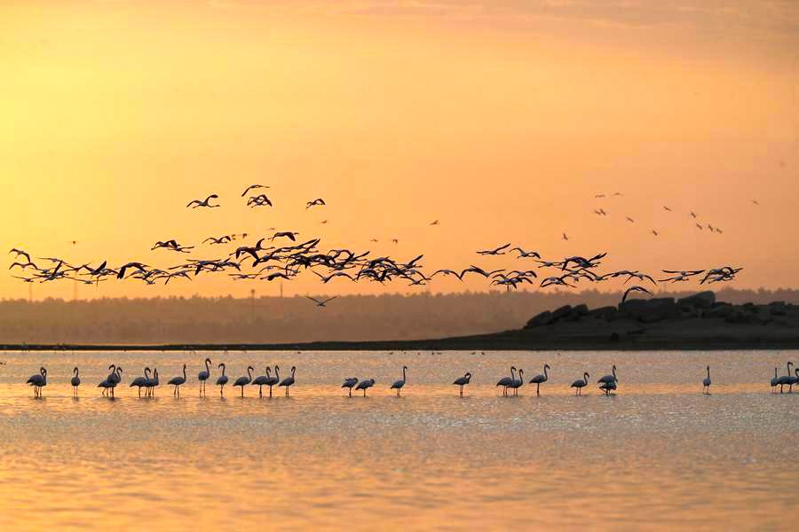 عودة اسراب طيور "الفلامنجو" الى بحيرة قارون بعد إعادة التوازن البيئى الى البحيرة 
الزعيم السيسى "هنرجع بحيرات مصر زى الكتاب مابيقول"
بعد سنوات طويلة عادت طيور طائر الفلامنجو الى بحيرة قارون وذلك بعد مجهود ضخم من الحكومة لإزالة التلوث الذى لحق بالبحيرة خلال العقود السابقة، وبعد