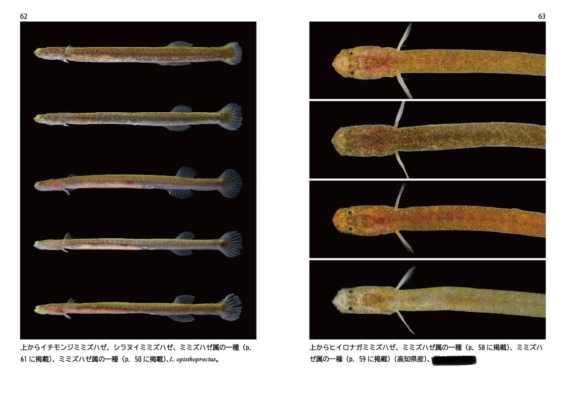DSKtumsat's tweet photo. 図録では従来の図鑑では深く触れられることのなかったマニアックで謎多き魚、「ミミズハゼ属群」について、約50種を200枚を超える写真とともに紹介しています！
網羅性は意識しつつ、生息環境等についても写真を用いて紹介しており、フィールドガイドとしても使える一冊となっています！是非どうぞ！ https://t.co/Le9oMOR2Ea