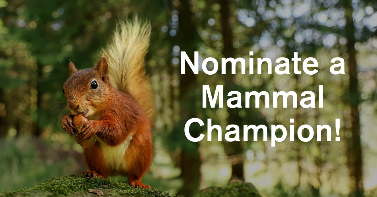 UK Squirrel Accord tweet media