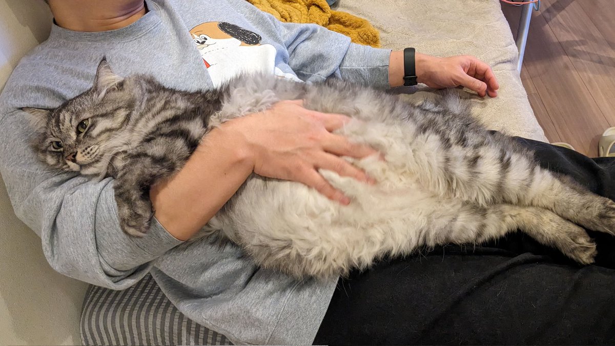 でかい猫グリグリ (@guriguri_neko) on Twitter photo 