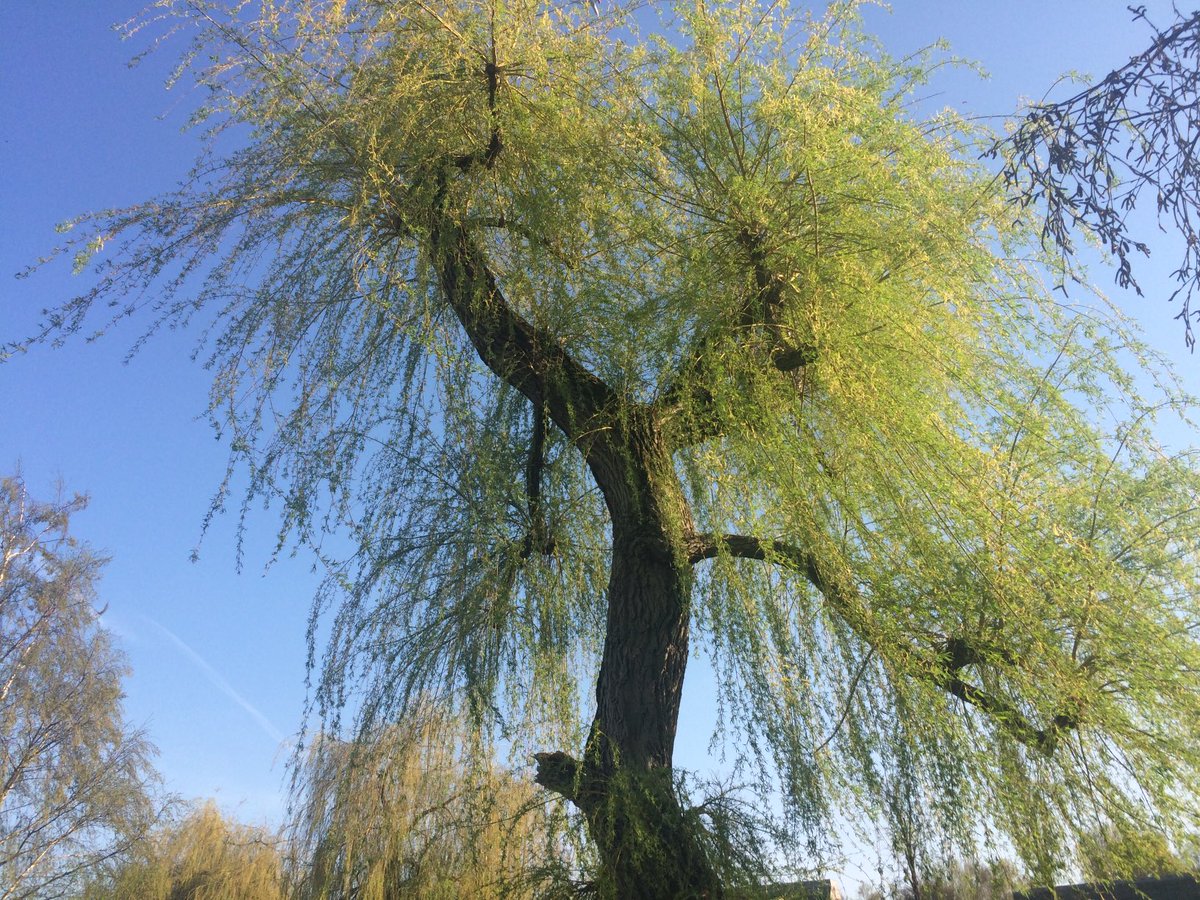 s_yadranka's tweet photo. Wishing you very nice day #TicktrunkTuesday in #HenleyOnThames #Oxfordshire https://t.co/HBGBxDL8ID