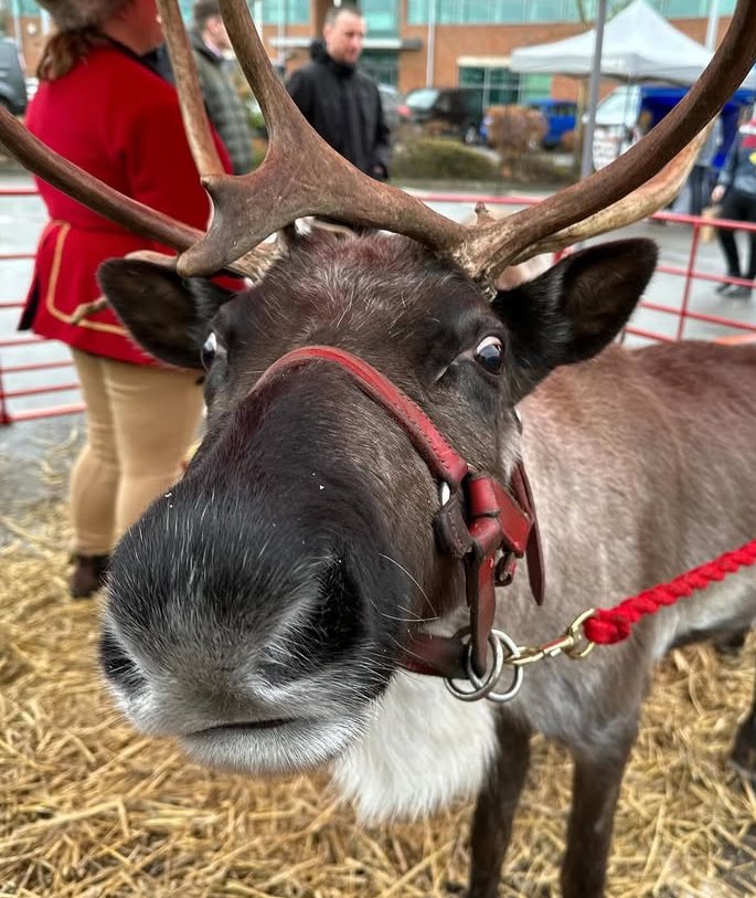 🎄 TVP Christmas Market is TOMORROW! Free mulled wine or hot choc + mince pie, real reindeer, festive stalls &amp; workshops, + The Santa Babes. 🎟 Book: thamesvalleypark.com/event/tvp-chri…