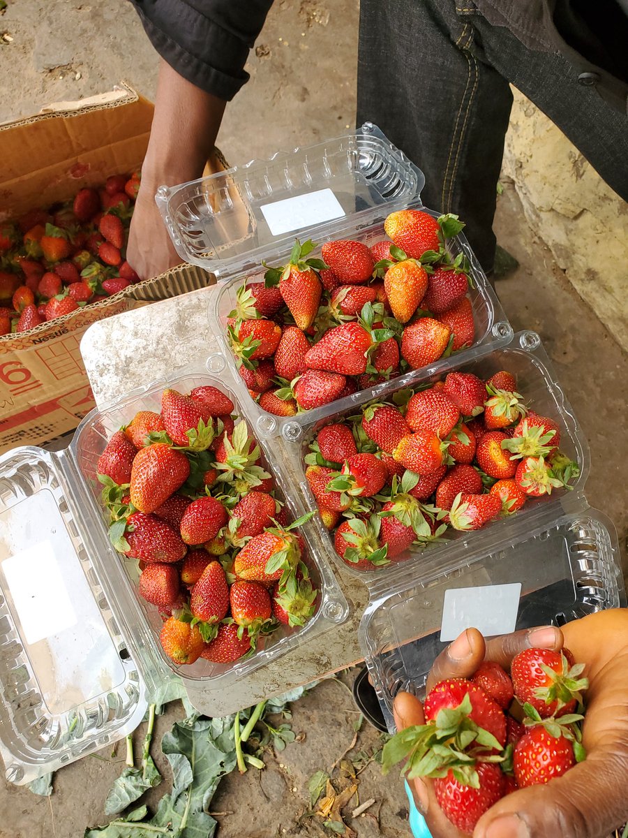 Dan Girman Allah Help Me Retweet.

I sell Strawberries.
Each pack is 4k

📍delivery within Kano🚚