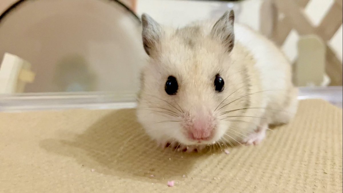 ハムスター うえはす #ハムスター