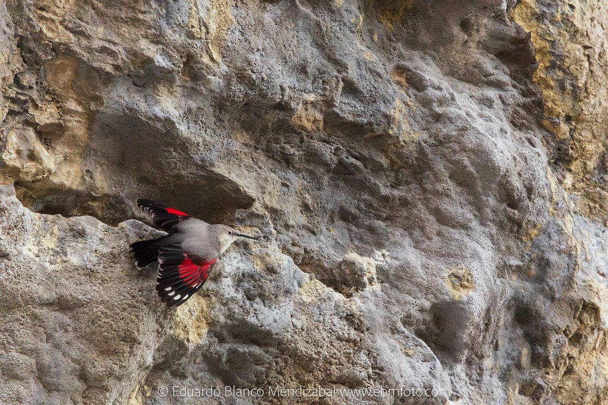 Encaramado en los farallones más verticales, el ave que parece una mariposa busca su alimento entre las fisuras. Os presento al escaso treparriscos ¿Lo has visto alguna vez?