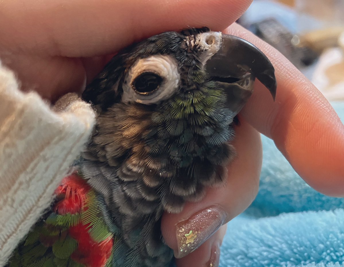 はんぺんページ はんぺん (@hangpeng777) / Posts / X