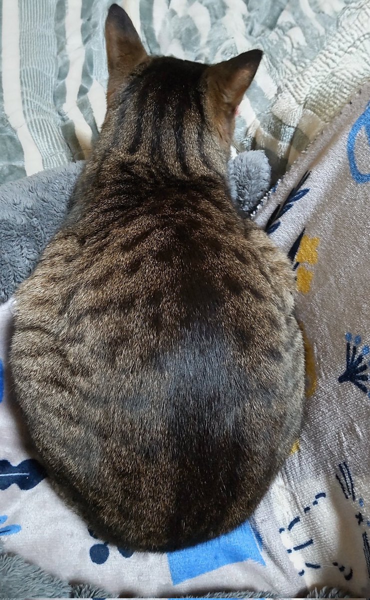 きじとら@nyan (@kigitorakun) / Posts and Replies / X