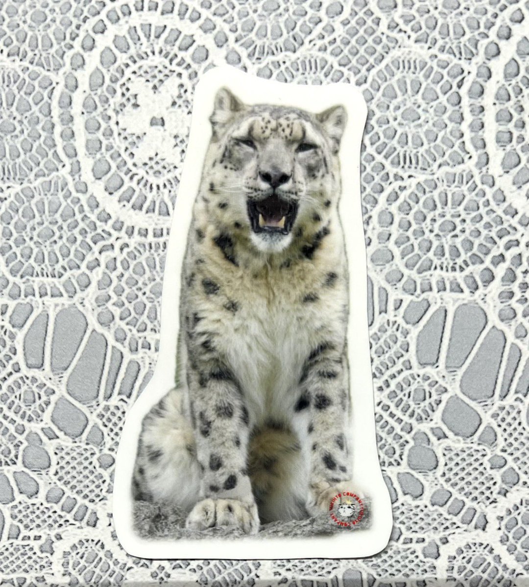 Post by 黒猫@ネコ科好き on X: フクちゃん🫶