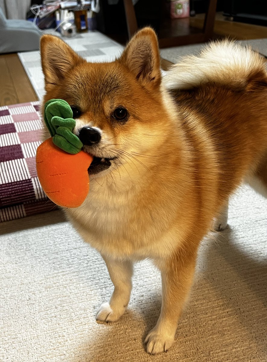 こむぎ＠ポメ柴 (@Komugi8yoiko) / Posts / X