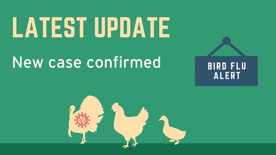 Highly pathogenic avian influenza (HPAI) H5N1 was confirmed in a large commercial poultry flock near Dereham, Norfolk. A 3km Protection Zone and 10km Surveillance Zone have been put in place around the premises.

gov.uk/animal-disease…