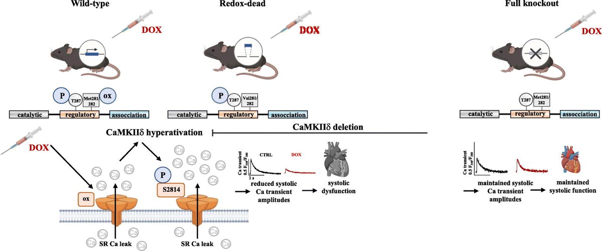 JMCC Plus tweet media