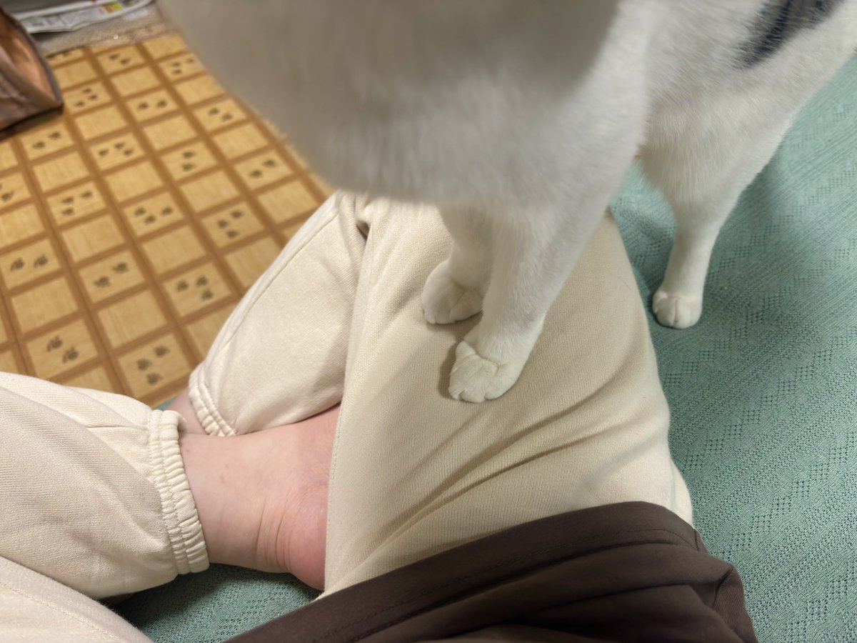猫あるある:人体の柔らかい部分を的確に踏んでくる