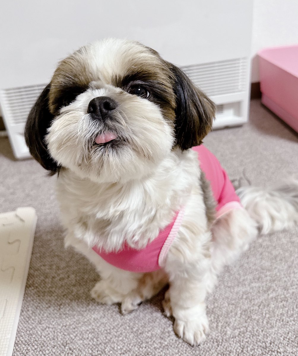 シーズーのお嬢さん (@Ojousan_ShihTzu) / Posts / X