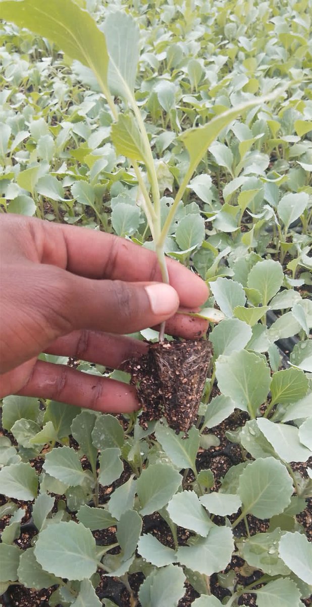 BettCollins15's tweet photo. Cabbage seedlings available at 2.5 . https://t.co/gw0ruvVSqf