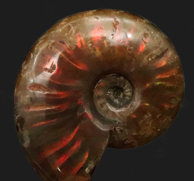 両面、ビビッドなレッドが鮮烈！マダガスカル産・遊色アンモナイト