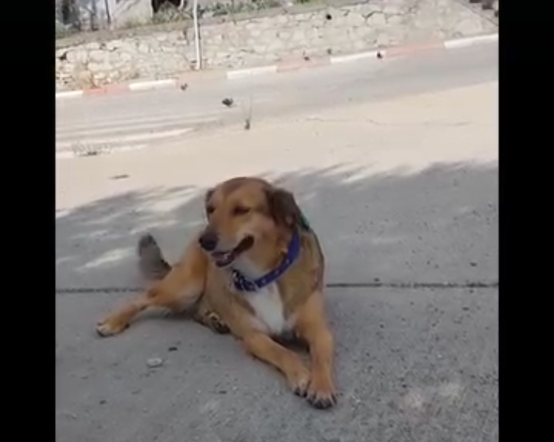 Acil Paylaşım Desteği 
İZMİR KARŞİYAKA ALAYBEY civarında  dün akşam 17_30_____18.30 civarı kayboldu. 
Karabük'ten İzmir'e yuvarlanmıştı çevreyi tanımıyor.
Lütfen görenler korumaya alıp haber verebilir mi?