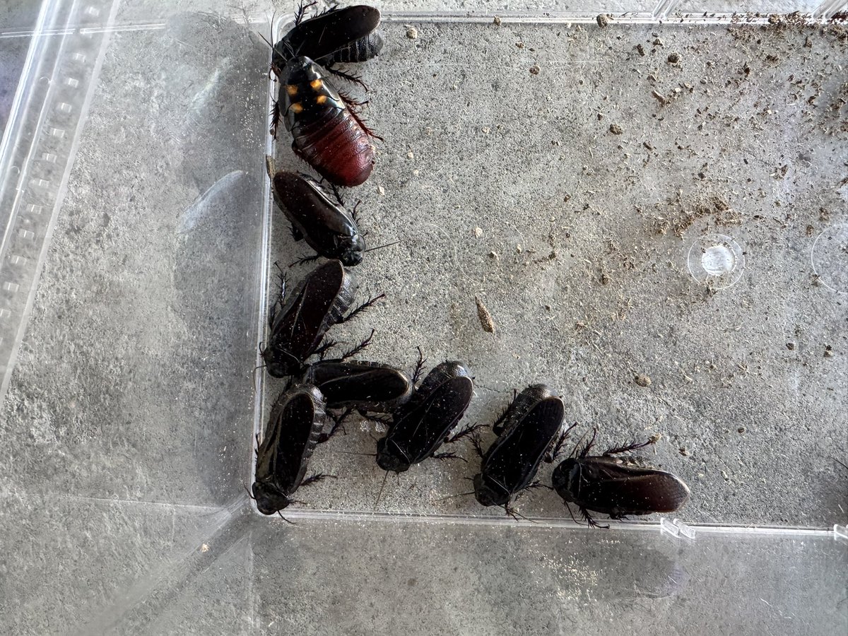 天然オオゴキブリ　4匹セット　滋賀県　比叡 フィリピン産オオゴキブリたちがほぼ成虫に。これから増えると思われる