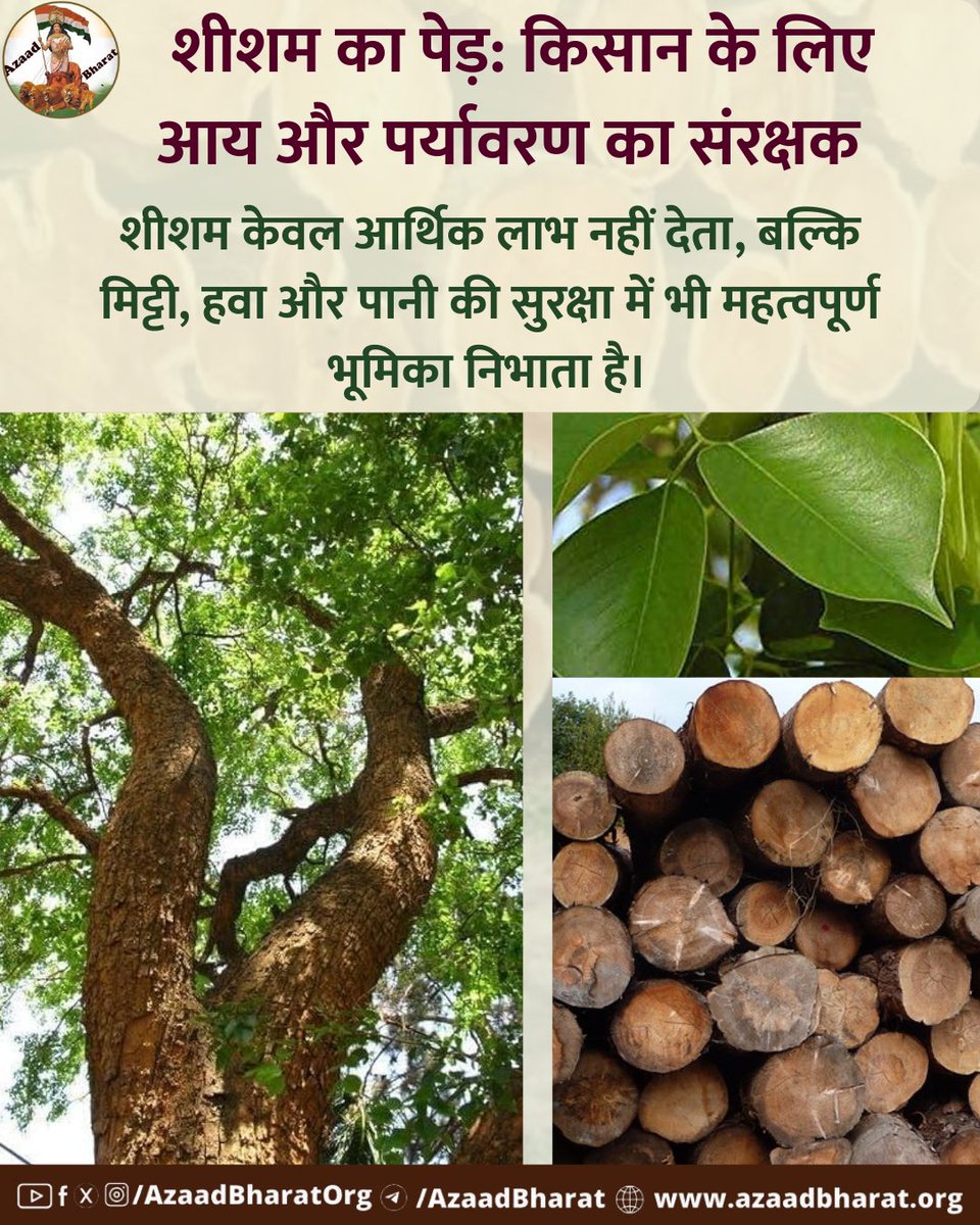 शीशम, जिसका वानस्पतिक नाम Dalbergia sissoo है, तेजी से बढ़ने वाला, कठोर और मजबूत लकड़ी देने वाला पेड़ है।शीशम केवल आर्थिक लाभ नहीं देता, बल्कि मिट्टी, हवा और पानी की सुरक्षा में भी महत्वपूर्ण भूमिका निभाता है। azaadbharat.org/?p=13552
