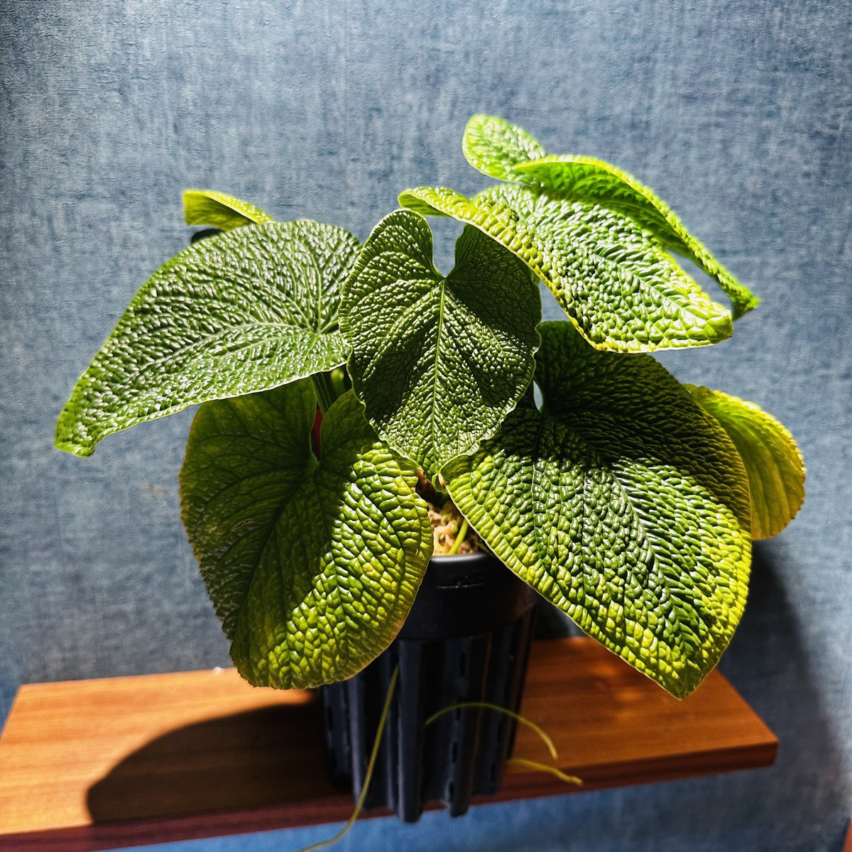 Masaya (@masaya_zxrs) / Posts / X