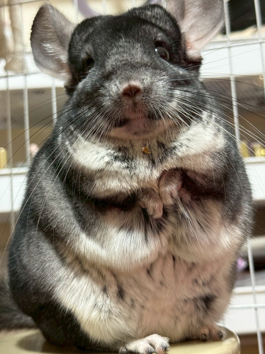 クマじいさん (@3UX7LKEdlvRVTTK) / Posts / X