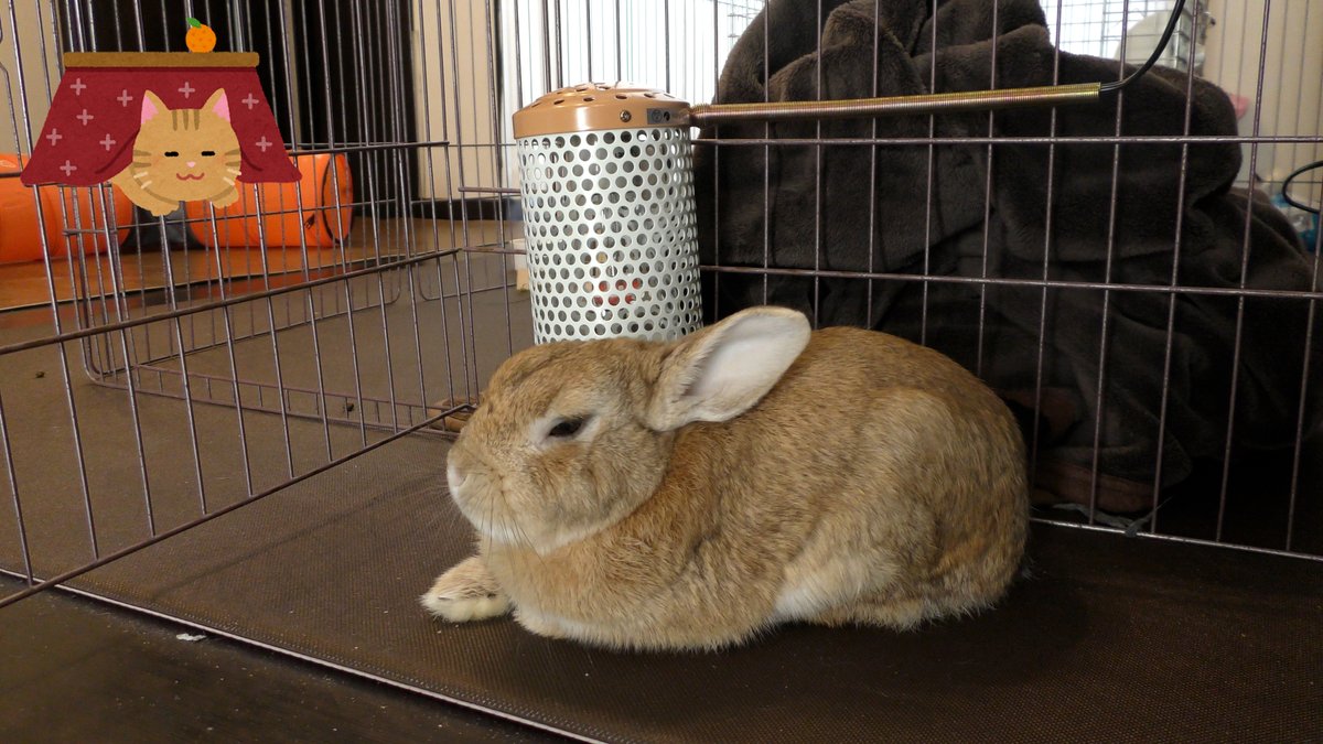 ヒーターを貰って快適に過ごすせんた🐰😪
Senta gets a heater and spends comfortably🐰😪

▶️YouTube
youtu.be/k137ngKjF_U

#うさぎ #rabbit #bunny