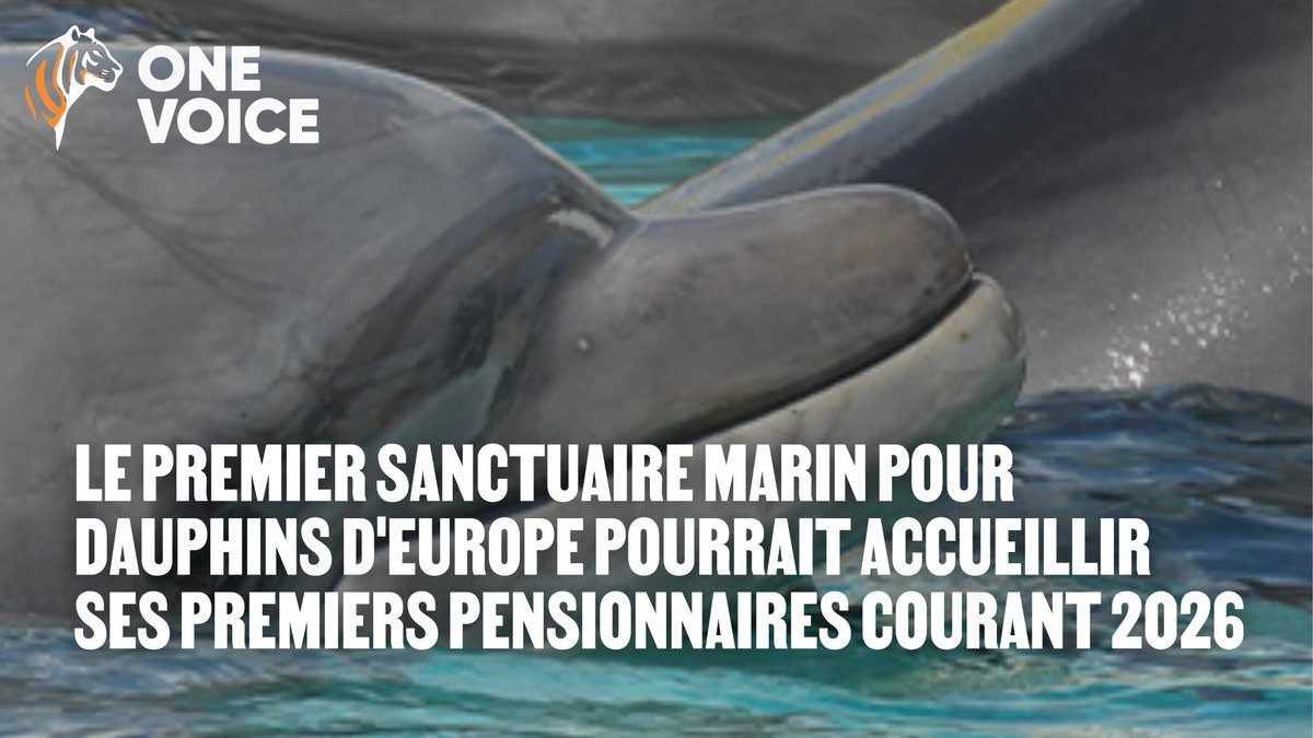 onevoiceanimal's tweet photo. En 2026, l’Italie ouvrira le 1er sanctuaire marin pour dauphins en Europe 🐬
Une alternative éthique aux delphinariums pour ces animaux nés captifs.
Un modèle pionnier, réplicable et porteur d’espoir ! https://t.co/ppI0ovyWce