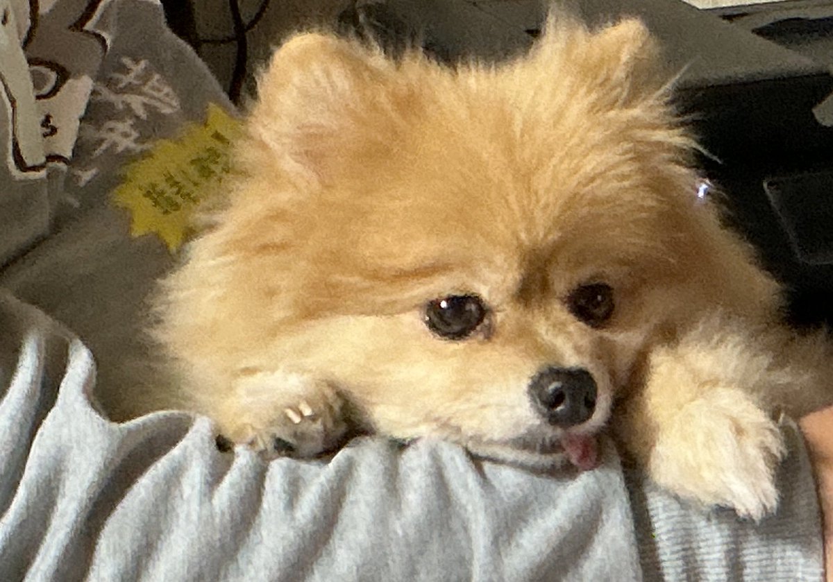 めめ✩‧₊˚ めめこ犬 (@szm8v8) on X