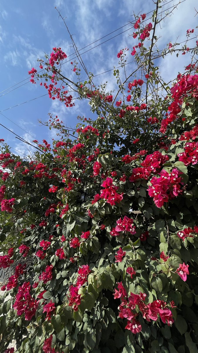 داريــن tweet media