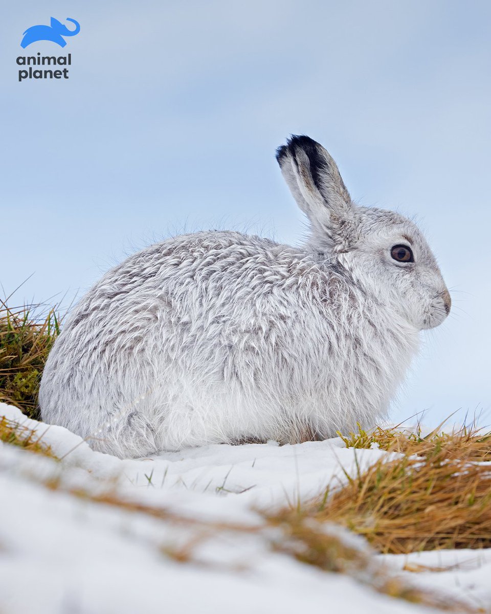 Animal Planet India tweet media